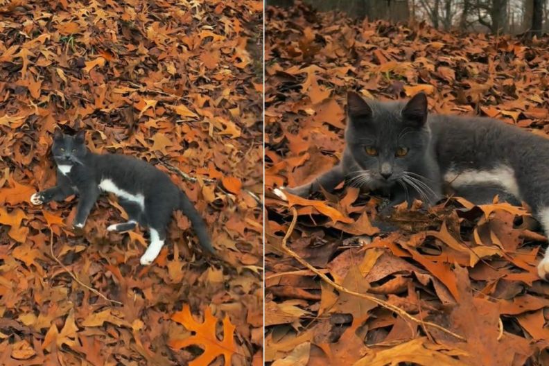 Video: Cat's Eyes Matches the Color of the Leaves He's Lying on