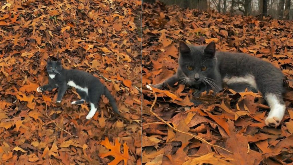 Video: Cat's Eyes Matches the Color of the Leaves He's Lying on