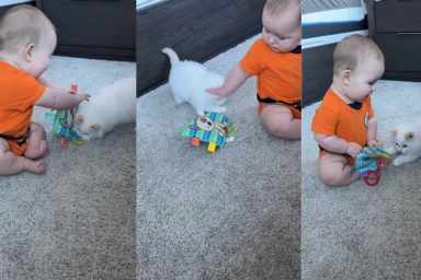 Video Shows Cat & Baby Gently Fighting Over a Toy