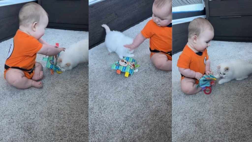 Video Shows Cat & Baby Gently Fighting Over a Toy