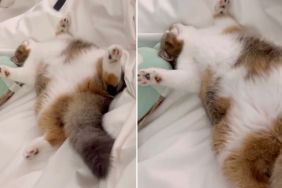 Cat Already Sleeps Like This in Owners' Bed Two Days After Adoption