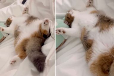 Cat Already Sleeps Like This in Owners' Bed Two Days After Adoption