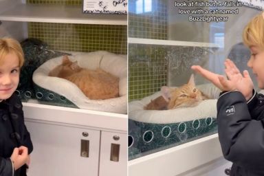 Video: Boy ‘Falls in Love’ With a Cat Named ‘Buzz Lightyear'