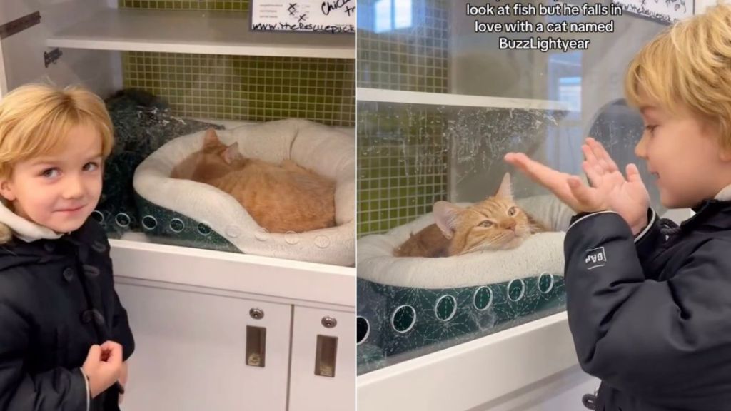 Video: Boy ‘Falls in Love’ With a Cat Named ‘Buzz Lightyear'