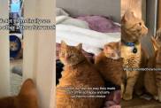 Video: Cat Falls in Love with Rescue Kitten So Owners Adopt Her