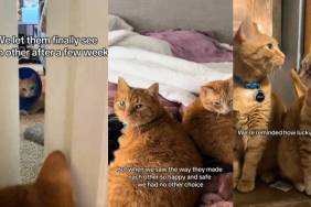 Video: Cat Falls in Love with Rescue Kitten So Owners Adopt Her