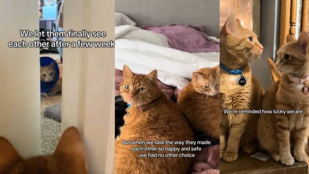 Video: Cat Falls in Love with Rescue Kitten So Owners Adopt Her