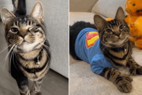 Cat's Sweet Smile & Wink in Video Will Instantly Lift Your Mood