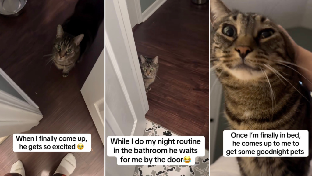 Video: Cat Won’t Sleep Until ‘Butler’ Owner Joins Him in Bed