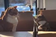 Cat almost hits brother