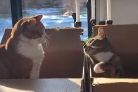 Cat almost hits brother