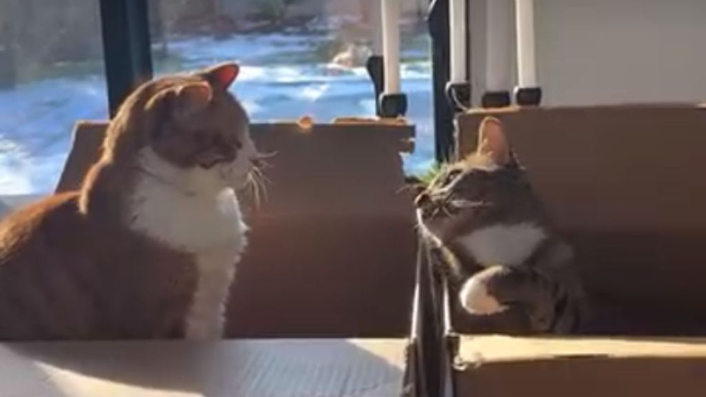 Cat almost hits brother