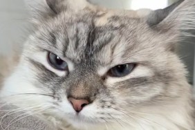 Owner Shares List of Things That Annoy Their Cat & It's Too Dramatic