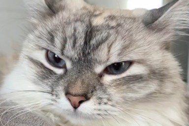 Owner Shares List of Things That Annoy Their Cat & It's Too Dramatic