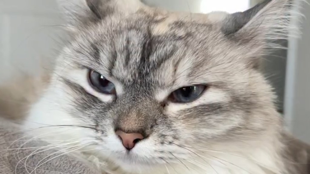 Owner Shares List of Things That Annoy Their Cat & It's Too Dramatic