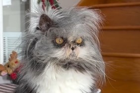 Video: Cat Looks Like He's 'Installing an Update' Right After He Wakes Up