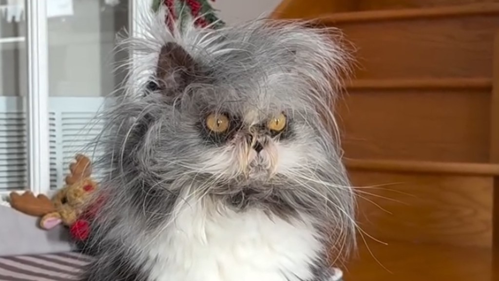 Video: Cat Looks Like He's 'Installing an Update' Right After He Wakes Up