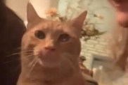 Video: Cat Reacts to Being Kissed Repeatedly