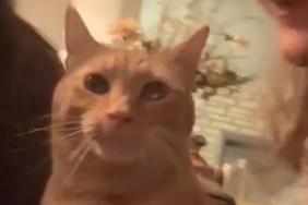 Video: Cat Reacts to Being Kissed Repeatedly