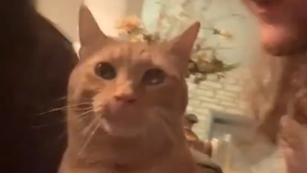 Video: Cat Reacts to Being Kissed Repeatedly