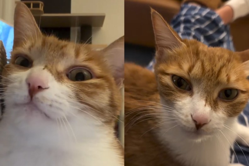 Video of Cat Enjoying a Face Massage Will Make Your Day