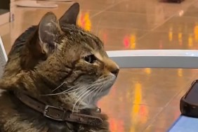 Nobody Talks to This Cat During Family Dinner & Video Explains Why