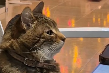 Nobody Talks to This Cat During Family Dinner & Video Explains Why