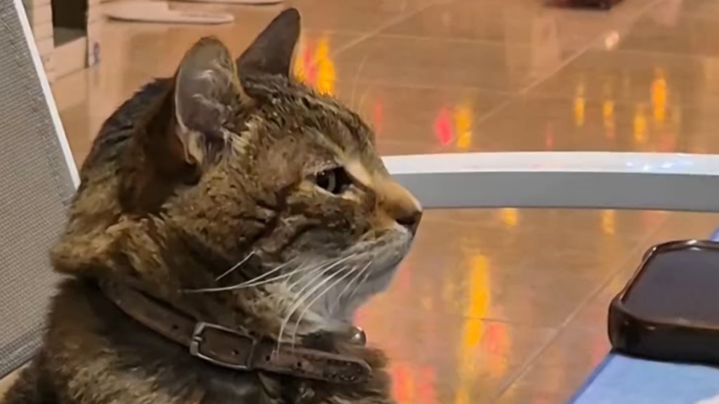 Nobody Talks to This Cat During Family Dinner & Video Explains Why