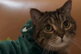 Video: Cat Poses in the Cutest Dino Costume That Comes With a Hood