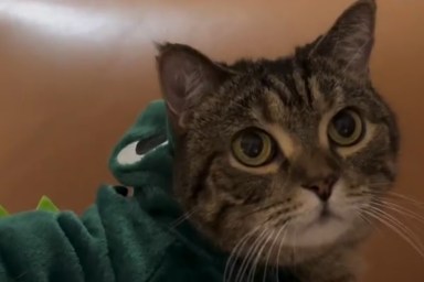 Video: Cat Poses in the Cutest Dino Costume That Comes With a Hood