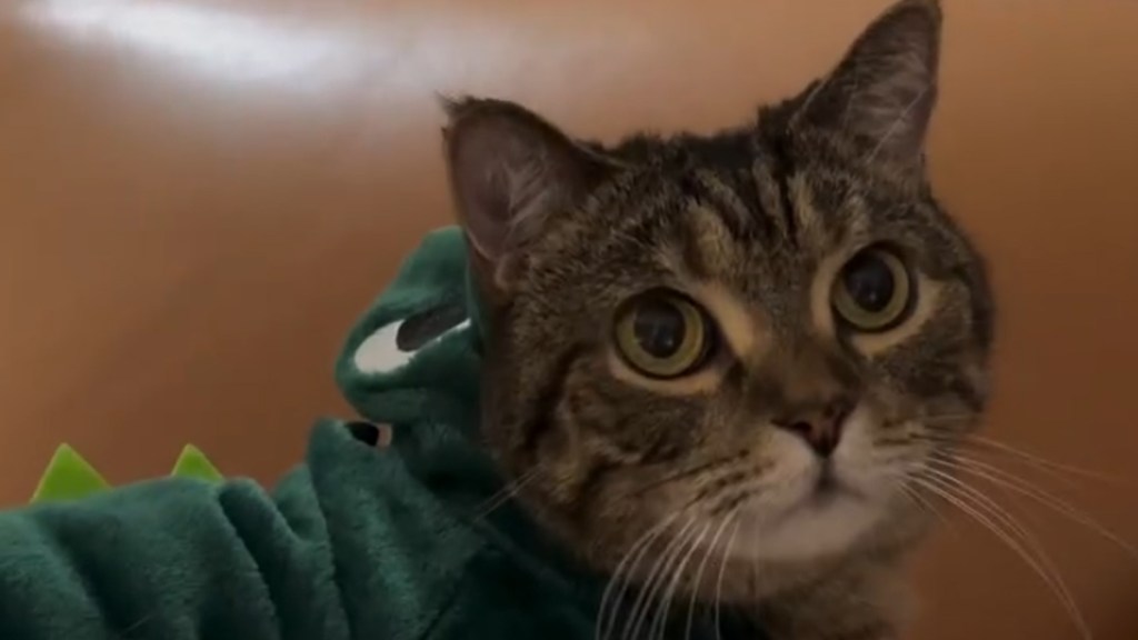 Video: Cat Poses in the Cutest Dino Costume That Comes With a Hood