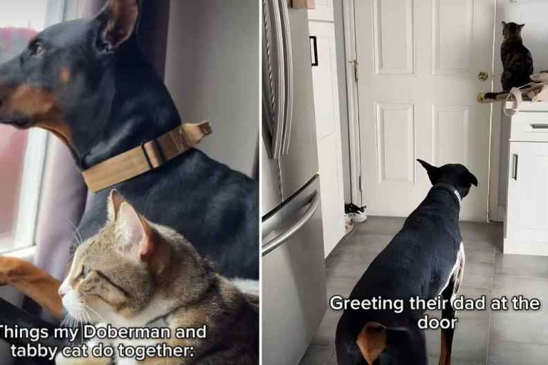 Video Shows Tabby Cat & Big Dog Doing Everything Together