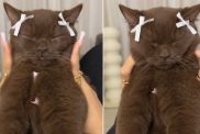 Video: Cat Enjoying a Face Massage Will Brighten Your Feed
