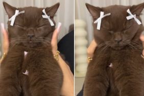Video: Cat Enjoying a Face Massage Will Brighten Your Feed