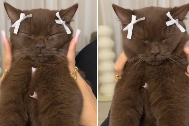 Video: Cat Enjoying a Face Massage Will Brighten Your Feed