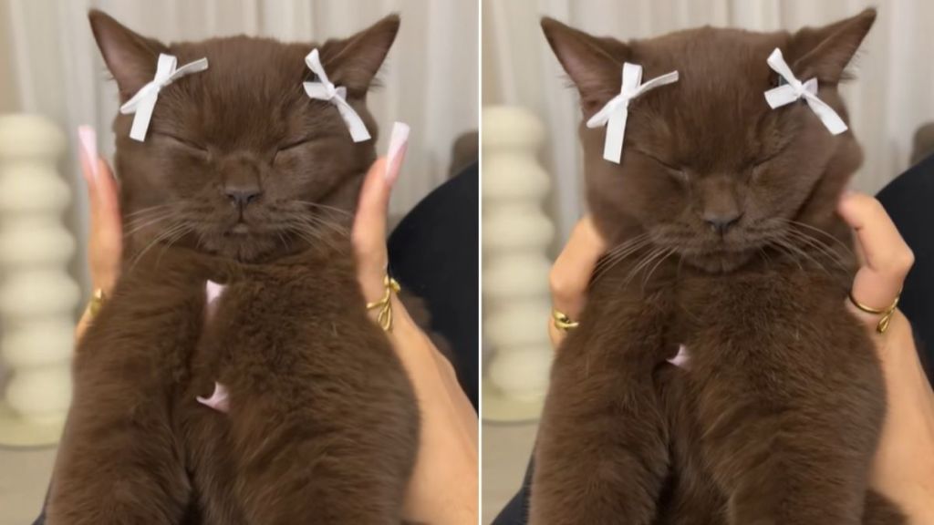 Video: Cat Enjoying a Face Massage Will Brighten Your Feed