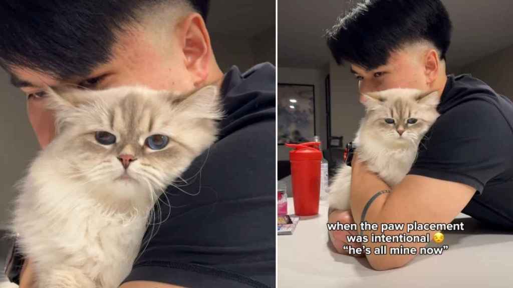 Cat's Paw Placement Is Going Viral for This Reason