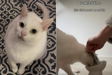 Video: Owner Documents a Day With Cat Who Loves To Flip