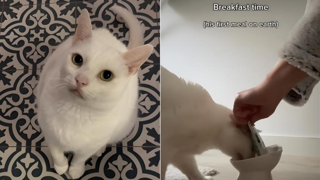 Video: Owner Documents a Day With Cat Who Loves To Flip