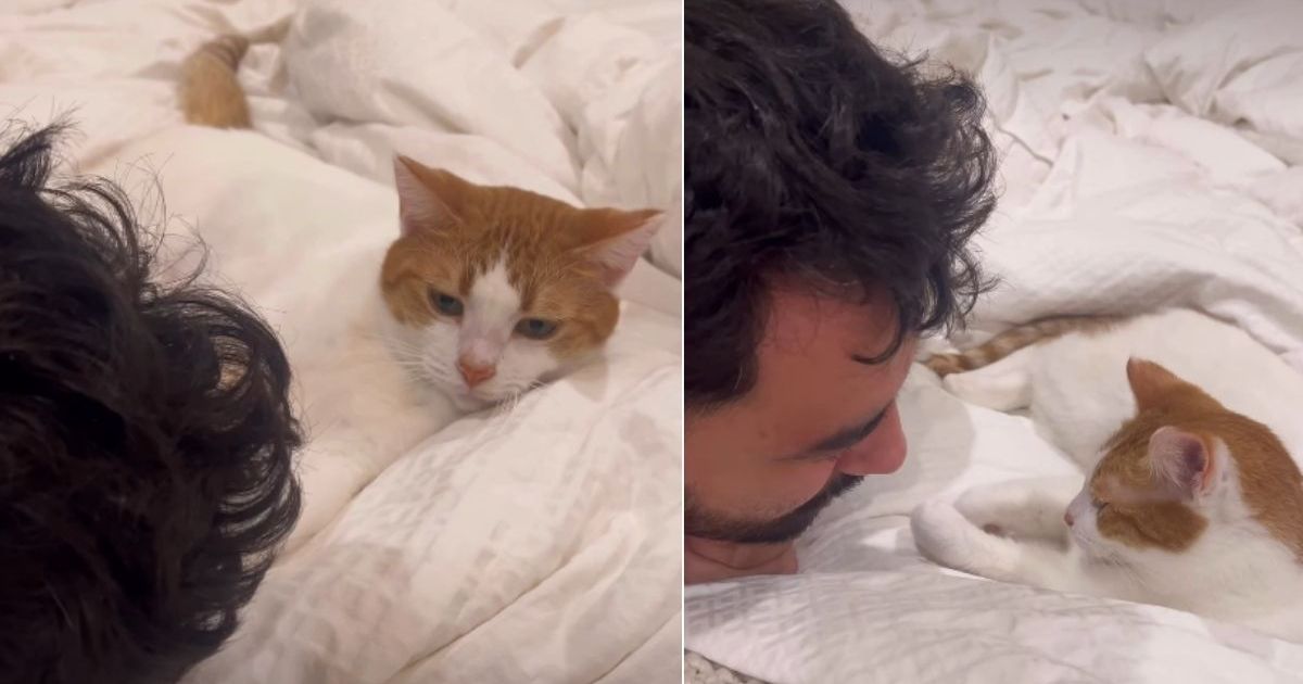 Video: Cat Does the Unthinkable After Seeing Owner Cry