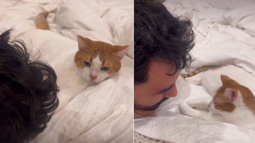 Video: Cat Does the Unthinkable After Seeing Owner Cry