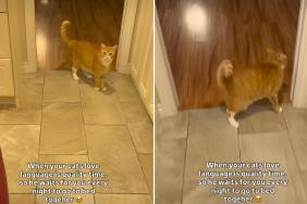 Video: Cat Reacts in the Sweetest Way When Owner Hints It’s Bedtime