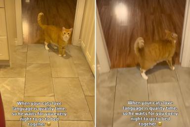 Video: Cat Reacts in the Sweetest Way When Owner Hints It’s Bedtime