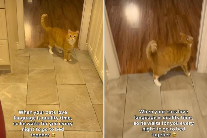 Video: Cat Reacts in the Sweetest Way When Owner Hints It’s Bedtime