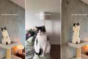 Video: Cat’s Special Way of Answering a Greeting Is Pure Joy
