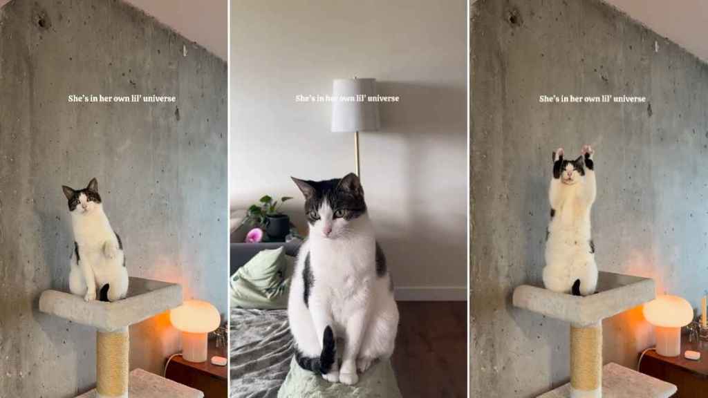 Video: Cat’s Special Way of Answering a Greeting Is Pure Joy
