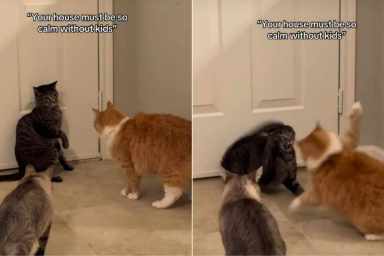 Cats Get Into a Fight While a Third One Watches in a Hilarious Video