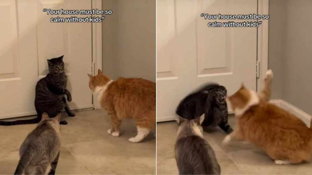 Cats Get Into a Fight While a Third One Watches in a Hilarious Video