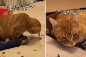 Video: Owner Finds Cat Making Custom Bed out of Cardboard Boxes