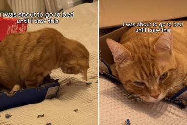 Video: Owner Finds Cat Making Custom Bed out of Cardboard Boxes
